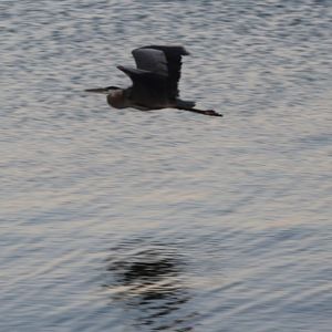 Meet your Posher, Graciepebble